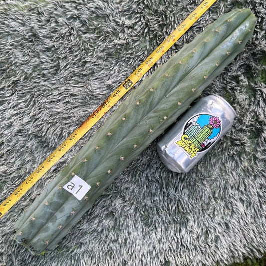 (SS02xSS01) x thelegonus - a1 19” tip cut - live cactus