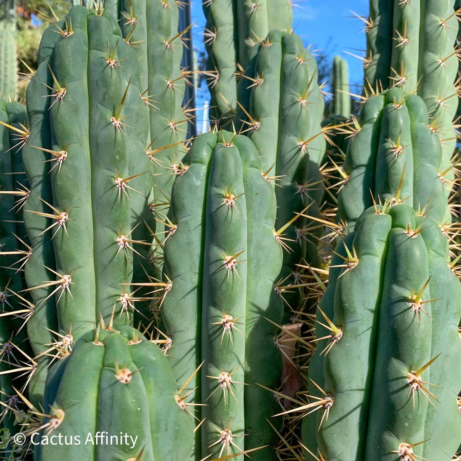 サンヨー Cacti Cactus Affinity - SS03