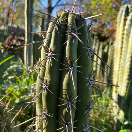 taquimbalensis - 10” center cutting - live cactus plant