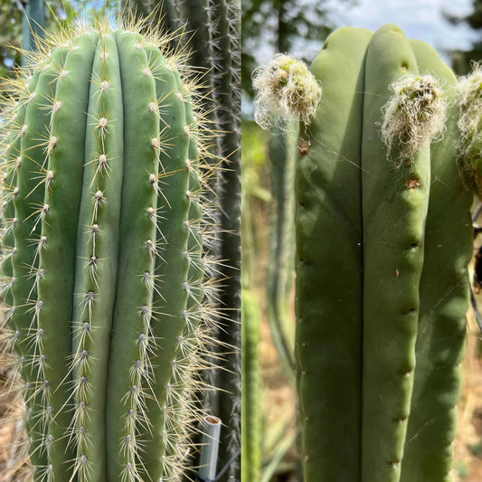 terscheckii JS145 x Ripple - live cactus plant