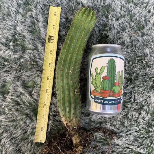 Trichopsis pachaniesii - live cactus plant