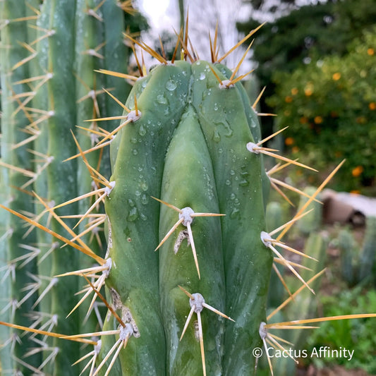 uyupampensis BBG 60.0450 - live cactus plant