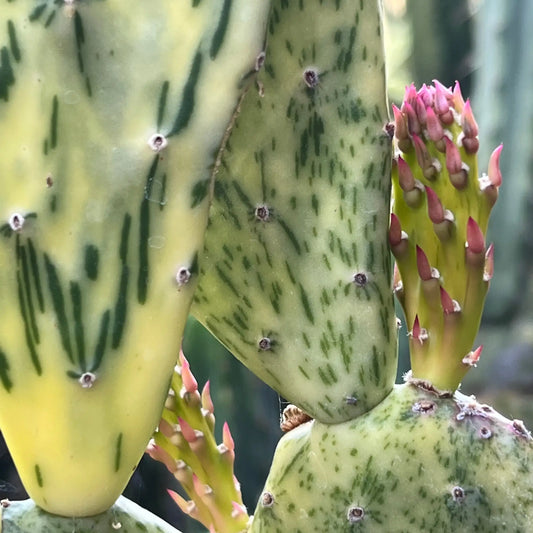 Variegated Opuntia - live cactus plant