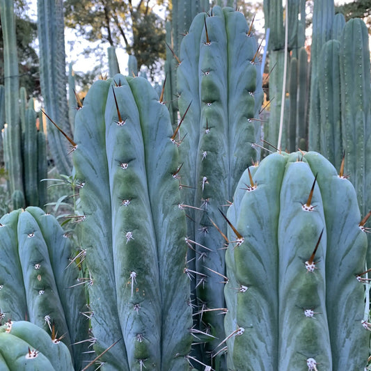 Verne’s Mac - live cactus plant