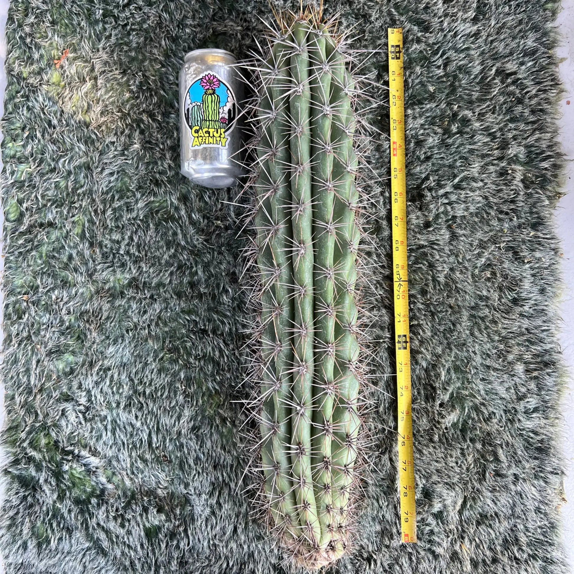 werdermannianus - B and Cactus - big 20” cutting