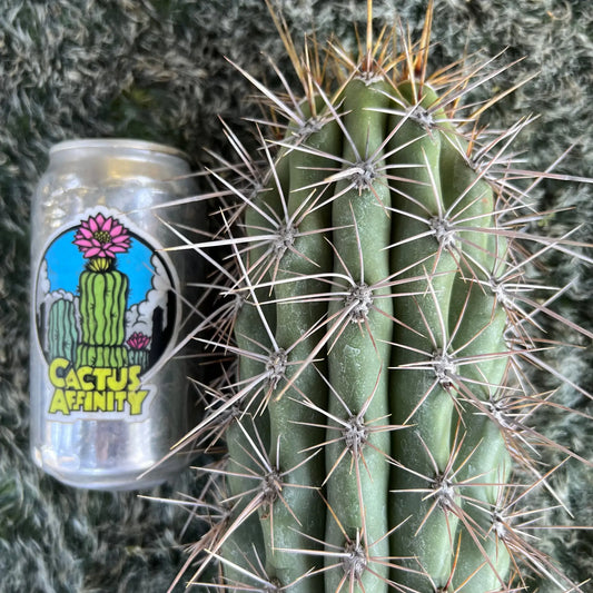 werdermannianus - B and Cactus - big 20” cutting - live