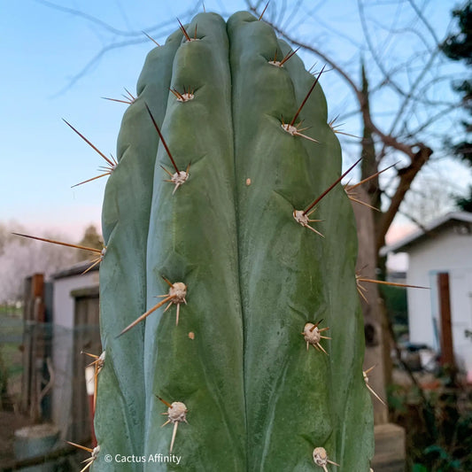 Wild Andes (IcarosDNA) JS202 - soon