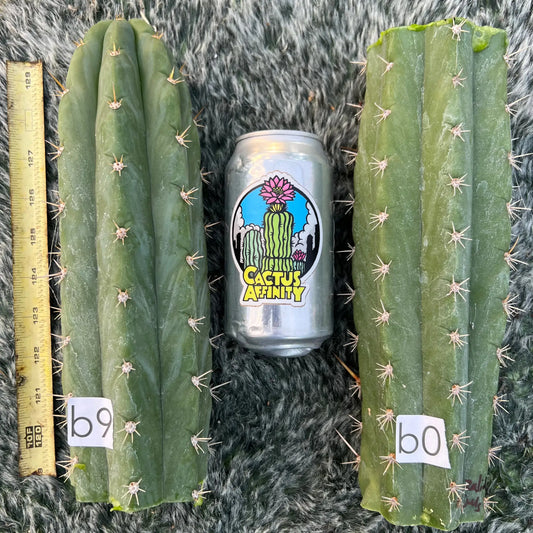 zalidus x j’s giant - b9 10” tip cut - live cactus plant