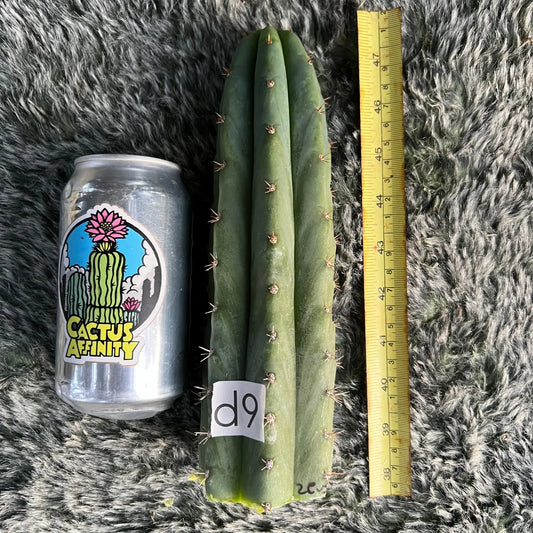 Zeus - d9 9” tip cut - live cactus plant